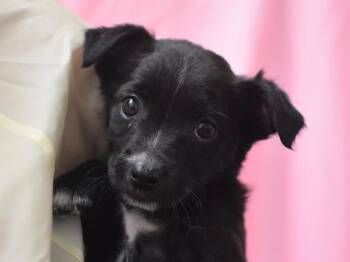 Wendy -  Terrier Dog for Adoption in Portland, Oregon - Wendy | PetCurious