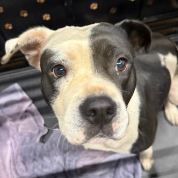 Oreo -  English Bulldog and Pit Bull Terrier Dog for Adoption in Abilene, Texas - Oreo | PetCurious