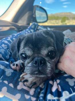 Howie Delbert -  Pug Dog for Adoption in Eagle, Idaho - Howie Delbert | PetCurious