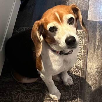 Betty -  Beagle Dog for Adoption in Philadelphia, Pennsylvania - Betty | PetCurious