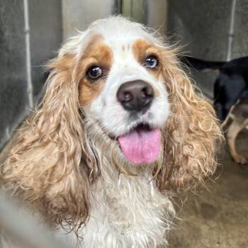 Cocker Spaniel Dogs Available for Adoption - Toby | PetCurious