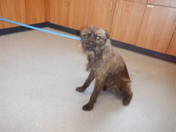 Cairn Terrier Dogs Available for Adoption in San Jose, California - BARNABY | PetCurious