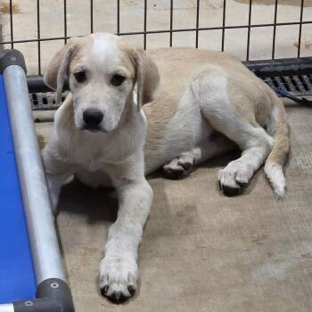 Marshmallow -  Mixed Breed Dog for Adoption in Fort Bragg, California - Marshmallow | PetCurious