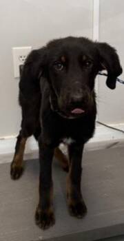 *Prince Charming* -  Rottweiler Dog for Adoption in Salt Lake City, Utah - *Prince Charming* | PetCurious