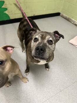American Staffordshire Terrier and Mixed Breed Dogs Available for Adoption - LOURDES | PetCurious