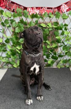 Mastiff Dogs Available for Adoption in Georgina, Ontario - Thor | PetCurious