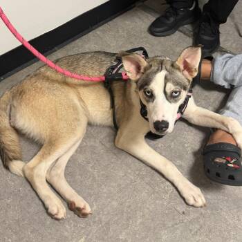 Katana -  Husky Dog for Adoption in Philadelphia, Pennsylvania - Katana | PetCurious