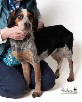 Josef - in foster! -  Mixed Breed Dog for Adoption in Fairfax, Virginia - Josef - In Foster! | PetCurious