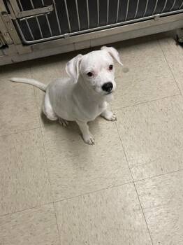 PEE WEE -  Parson Russell Terrier and Mixed Breed Dog for Adoption in Killeen, Texas - PEE WEE | PetCurious