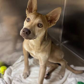 Mixed Breed Dogs Available for Adoption in Winston-salem, North Carolina - Megan Jr. | PetCurious