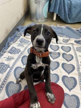 SCOUT -  Labrador Retriever and Mixed Breed Dog for Adoption in Fort Wayne, Indiana - SCOUT | PetCurious