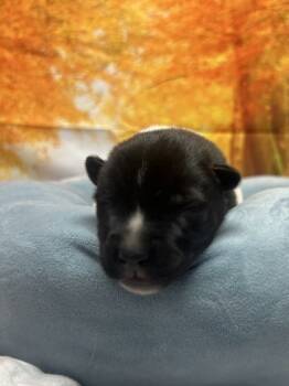 Rescue Border Collie and Mixed Breed Dogs for Adoption in San Antonio, Texas - Kobe | PetCurious