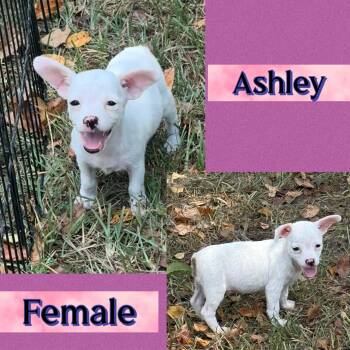 Ashley -  Terrier Dog for Adoption in Manchester, Connecticut - Ashley | PetCurious