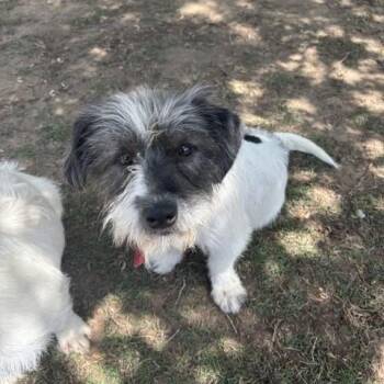 Terrier Dogs Available for Adoption - Wendy | PetCurious
