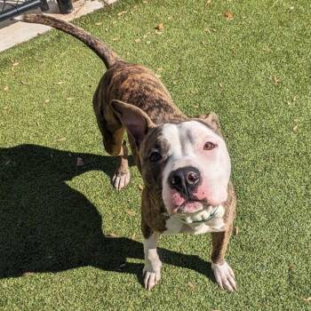 Pit Bull Terrier Dogs Available for Adoption - Copper | PetCurious
