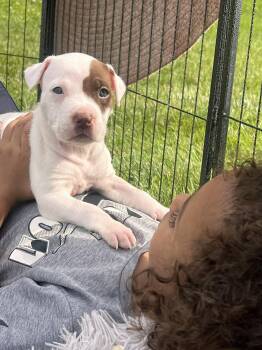 Izzy -  Mixed Breed Dog for Adoption in Clinton, Wisconsin - Izzy | PetCurious