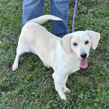 Latte 2026 -  Beagle Dog for Adoption in Cincinnati, Ohio - Latte 2026 | PetCurious