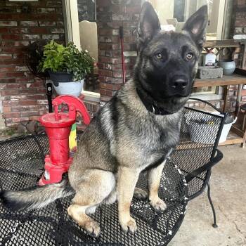 Jake -  Belgian Shepherd Malinois Dog for Adoption in Tulsa, Oklahoma - Jake | PetCurious
