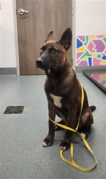 German Shepherd Dog and Mixed Breed Dogs Available for Adoption - ROCKY | PetCurious