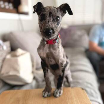 Marlowe -  Catahoula Leopard Dog Dog for Adoption in New Orleans, Louisiana - Marlowe | PetCurious