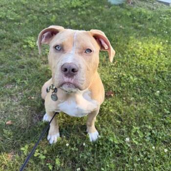 Ollie Bear -  Pit Bull Terrier Dog for Adoption in Portage, Michigan - Ollie Bear | PetCurious