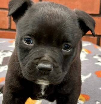 Mixed Breed Dogs Available for Adoption in Groveland, Massachusetts - Walt | PetCurious