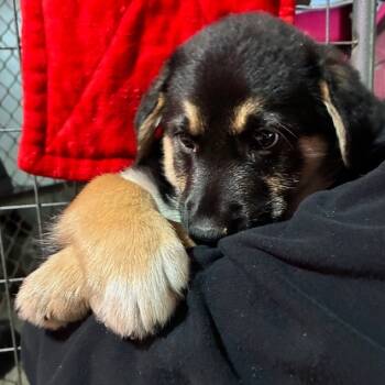 Rescue Great Pyrenees and Mixed Breed Dogs for Adoption in Richmond, California - NODDY | PetCurious