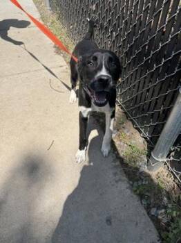 Mixed Breed Dogs Available for Adoption in Voorhees Township, New Jersey - Bowie | PetCurious