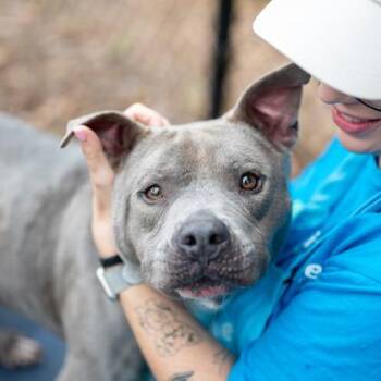 Groot -  Mixed Breed Dog for Adoption in Chamblee, Georgia - Groot | PetCurious