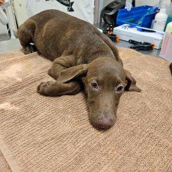 Snickers -  Mixed Breed Dog for Adoption in Lake Panasoffkee, Florida - Snickers | PetCurious