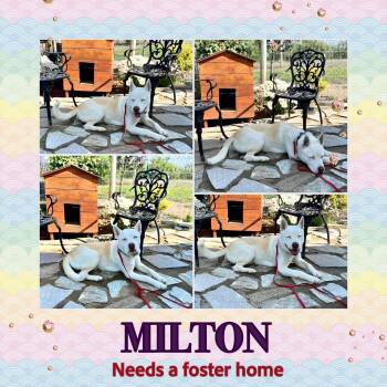 Pit Bull Terrier and Siberian Husky Dogs Available for Adoption - Milton-Foster Needed | PetCurious