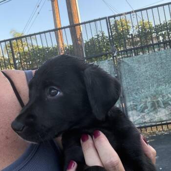 Kayla -  Chocolate Labrador Retriever and Siberian Husky Dog for Adoption in Long Beach, California - Kayla | PetCurious