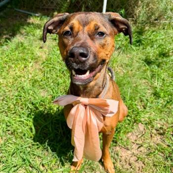 Ruby -  American Staffordshire Terrier Dog for Adoption in Pittsburgh, Pennsylvania - Ruby | PetCurious