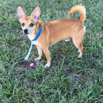 Frankie -  Chihuahua Dog for Adoption in Sequatchie, Tennessee - Frankie | PetCurious