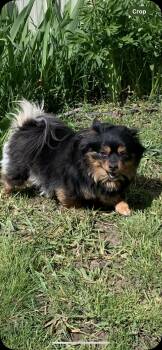 Pomeranian Dogs Available for Adoption in Selah, Washington - Jojo | PetCurious