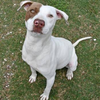 Pit Bull Terrier Dogs Available for Adoption in Beaumont, Texas - Petal | PetCurious