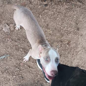 Doris -  Mixed Breed Dog for Adoption in North Little Rock, Arkansas - Doris | PetCurious