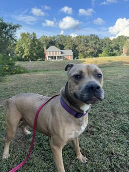 Rescue Pit Bull Terrier Dogs for Adoption in Burlington, New Jersey - Sena | PetCurious