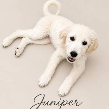Juniper -  Great Pyrenees Dog for Adoption in Phoenix, Arizona - Juniper | PetCurious