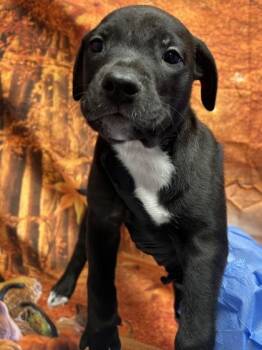 Claude -  Basset Hound and Mixed Breed Dog for Adoption in San Antonio, Texas - Claude | PetCurious