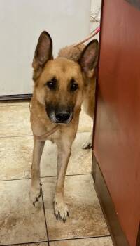 Rescue Mixed Breed Dogs for Adoption in Cincinnati, Ohio - Burton | PetCurious