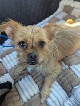 Chloe -  Cairn Terrier Dog for Adoption in Newport, Kentucky - Chloe | PetCurious