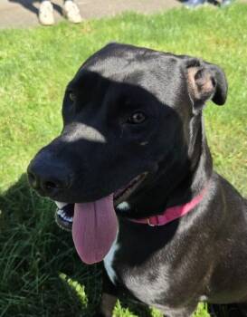 Sansa -  Labrador Retriever and American Pitbull Dog for Adoption in Salem, Oregon - Sansa | PetCurious
