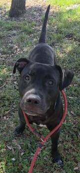 FRISBEE -  Labrador Retriever and Mixed Breed Dog for Adoption in Fort Lauderdale, Florida - FRISBEE | PetCurious