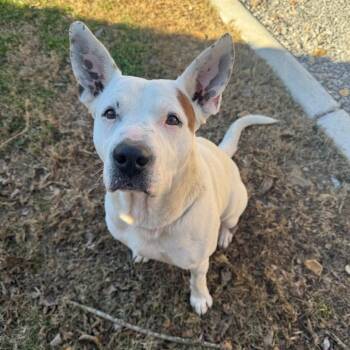 Mixed Breed Dogs Available for Adoption - Rocco | PetCurious