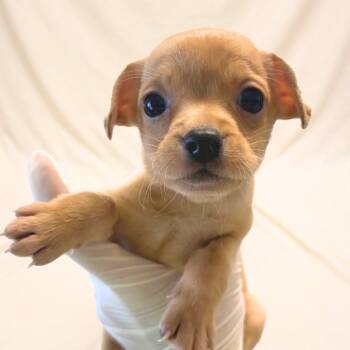 Lindsay -  Chihuahua Dog for Adoption in Nashville, Tennessee - Lindsay | PetCurious