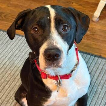 Courage -  American Staffordshire Terrier and Fox Terrier Dog for Adoption in Grafton, Ohio - Courage | PetCurious