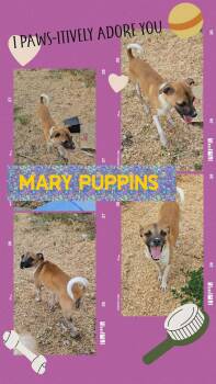 Mary Puppins -  Chihuahua Dog for Adoption in Eugene, Oregon - Mary Puppins | PetCurious