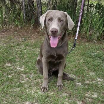 Max -  Labrador Retriever and Weimaraner Dog for Adoption in Foley, Alabama - Max | PetCurious