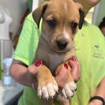 Siberian Husky Dogs Available for Adoption - Macy | PetCurious